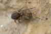 Amaurobius sp.